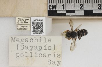 Media type: image;   Entomology 785987 Aspect: Labels